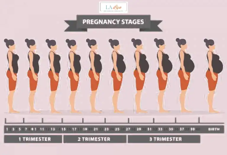 First Trimester (Weeks 1–12): Early Changes You Might Not Notice Reading